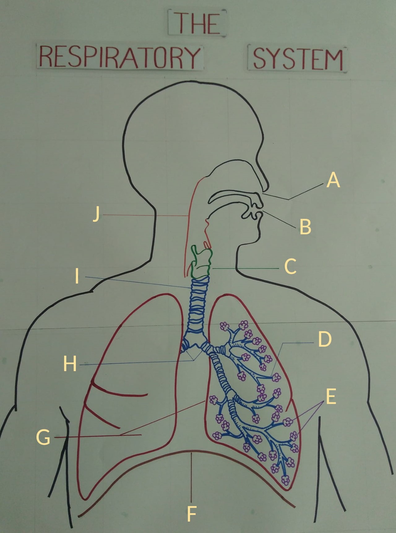 Respiratory System Diagram Labeled Quiz