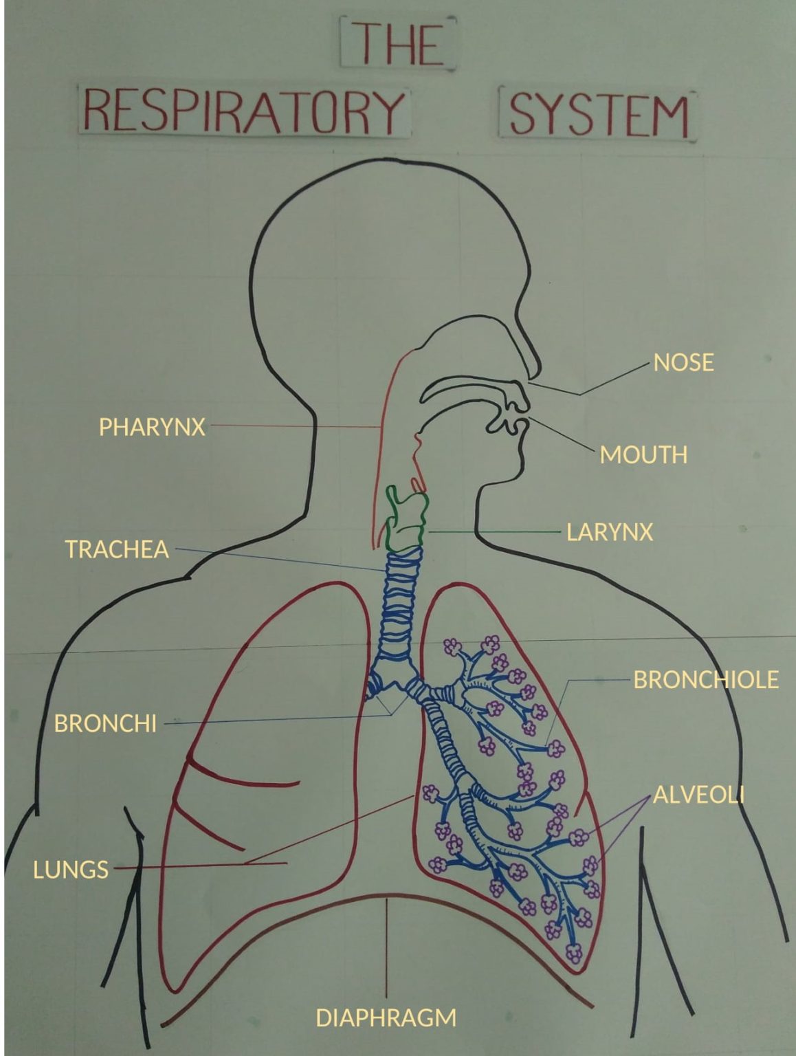 Respiratory System Diagram Final 1158x1536 