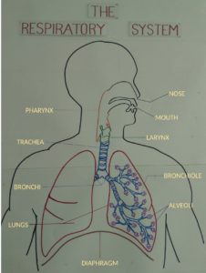 The Respiratory System