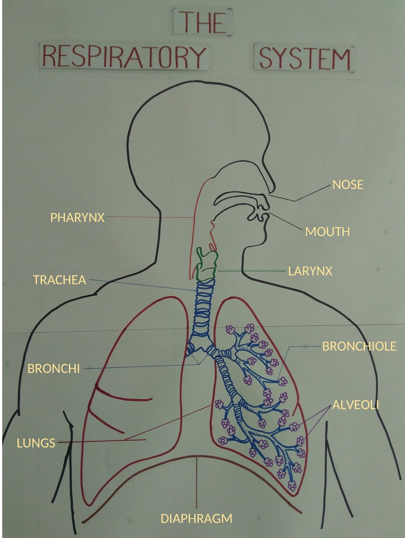 The Respiratory System – EduPrimary